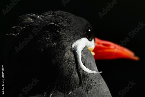 Close-up of an Inca Turn, lit by the sun against a black background. This striking black bird with a bright red beak occupies part of the same habitat ruled by ancient Inca Empire in South America.