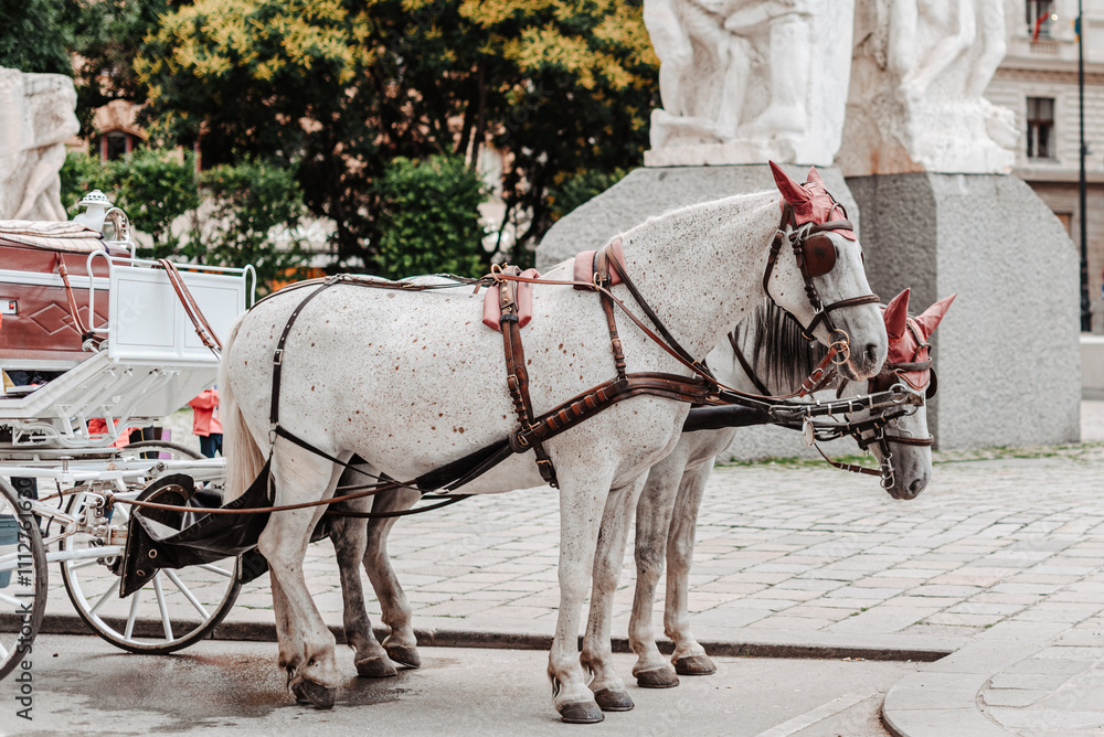 Dos caballos blancos que tiran de un tradicional carruaje en las calles de Viena, Austria, con cuernos rojos y anteojeras y muserola en la cabeza.