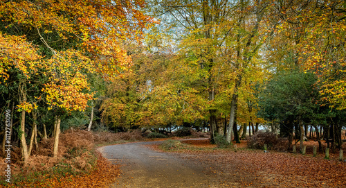 The New Forest, a national park and one of the largest forested areas in southern England, in all its autumn glory.