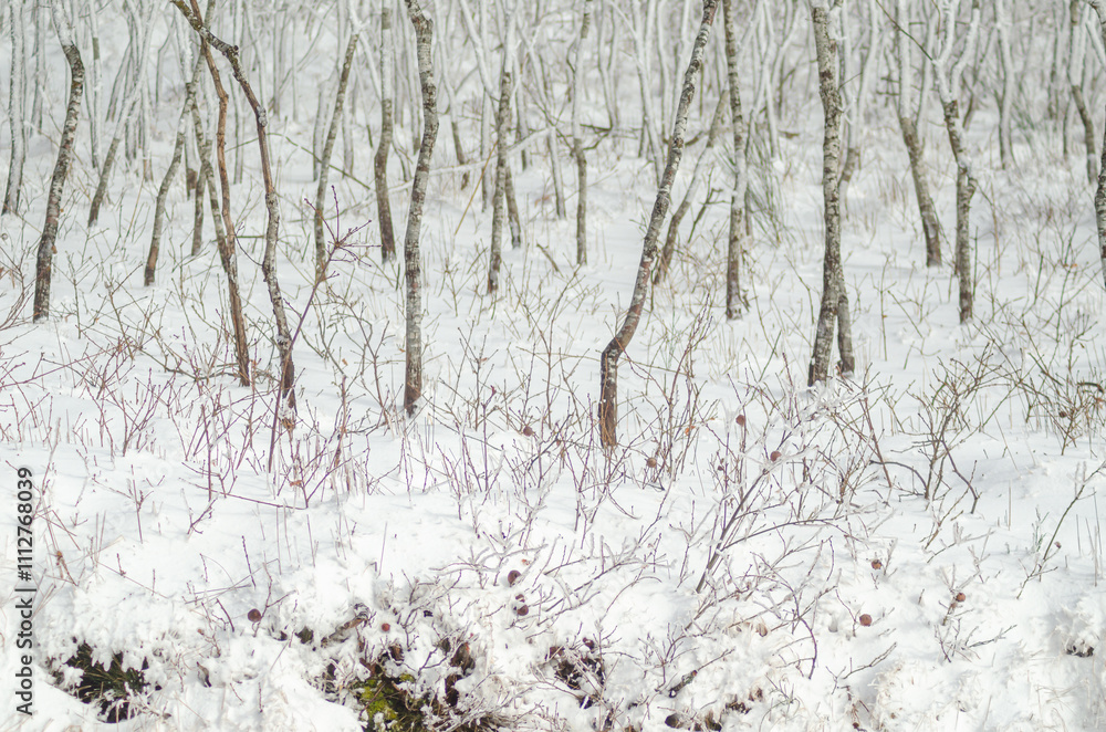 young oak forest after snowfall. Deciduous trees in the winter season. Winter nature concept background young oak forest after snowfall. Deciduous trees in the winter season. Winter nature concept background