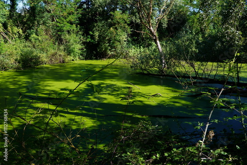 Oasis of Punte Alberete: a freshwater wetland stretching for about 190 hectares near Ravenna (Italy) photo