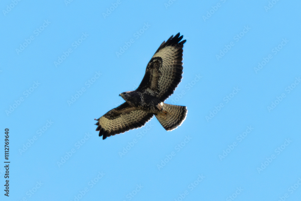 Obraz premium Buse variable,.Buteo buteo, Common Buzzard