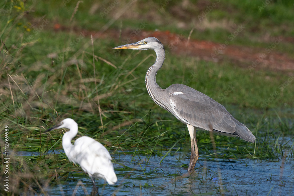 Naklejka premium Héron cendré, Ardea cinerea, Grey Heron, Aigrette garzette, .Egretta garzetta, Little Egret, Marais Breton, Vendée, 85, France