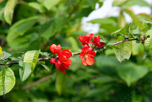 cognassier à fleurs rouge, chaenomeles superba nicoline