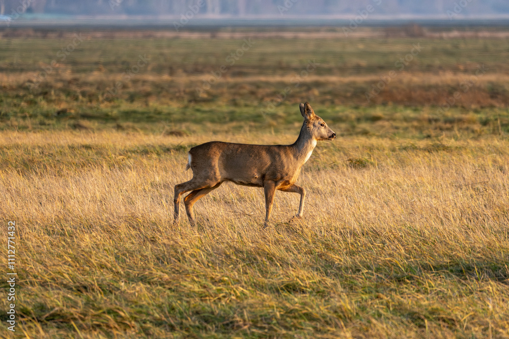 Wild Roe Deer in a Natural Habitat. Graceful Roe Deer in Golden Meadow. Wild Roe Deer in a Natural Habitat. Graceful Roe Deer in Golden Meadow.