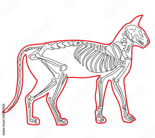 Skeletal system of animals. Animals Bone Structure hand drawing vector illustration