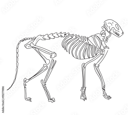 Skeletal system of animals. Animals Bone Structure hand drawing vector illustration