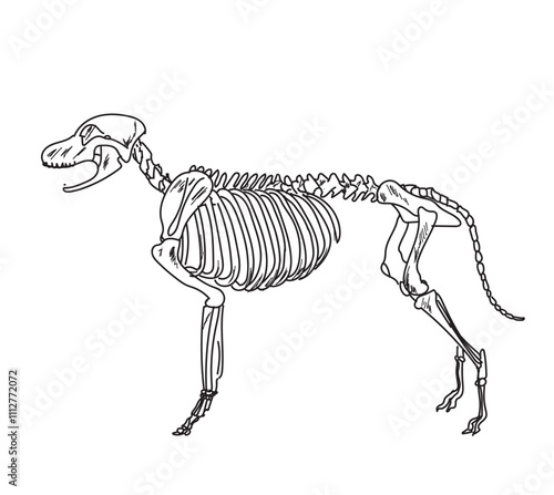 Skeletal system of animals. Animals Bone Structure hand drawing vector illustration