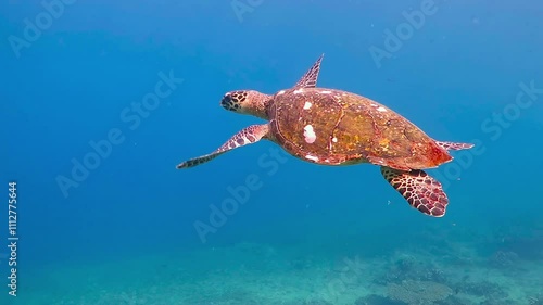 Sea turtle swimming underwater, blue water, lots of plankton. Video footage from scuba diving liveaboard adventure vacation. Wildlife in the tropical ocean. Sea exploration, scuba trip, travel footage photo