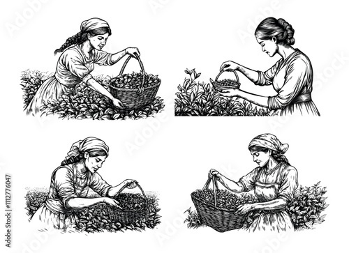 Engraving tea gathering. Woman in field with basket collecting chai leafs, rural countryside hand make farmers field work landscape scenes, isolated vector illustrations