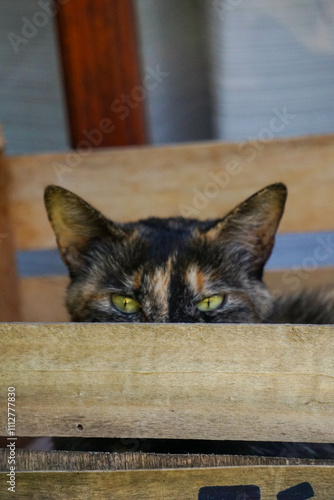 Gato observando