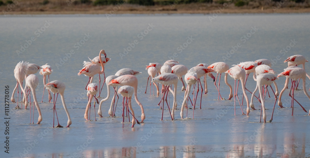 Naklejka premium Pink flamingos wading and resting in shallow water