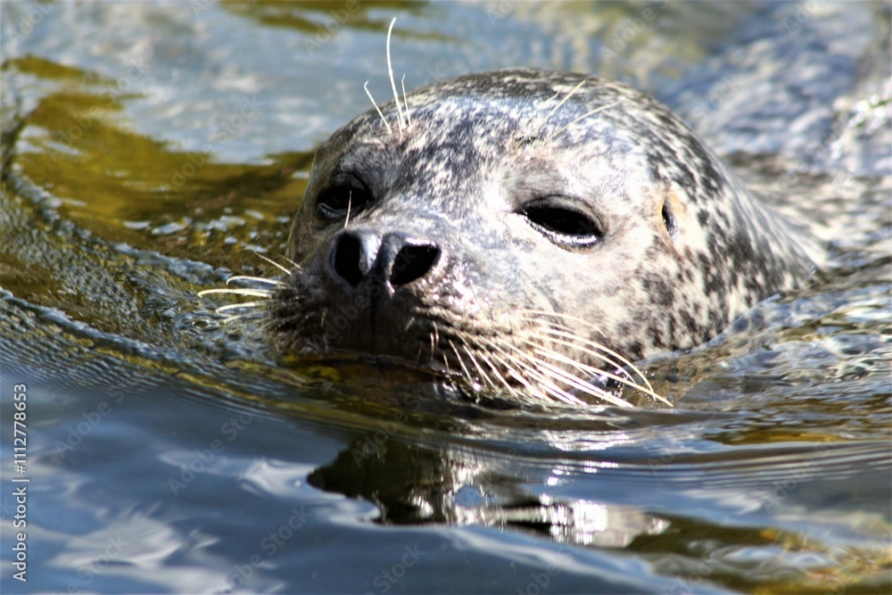 Obraz premium Zoo Wasser Robbe Meer Fisch Tier Wildtier Umwelt Fischerei Fischen Nase Augen 