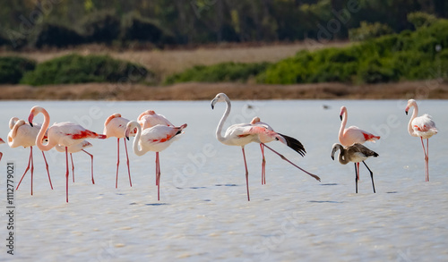 Pink flamingos wading and resting in shallow water