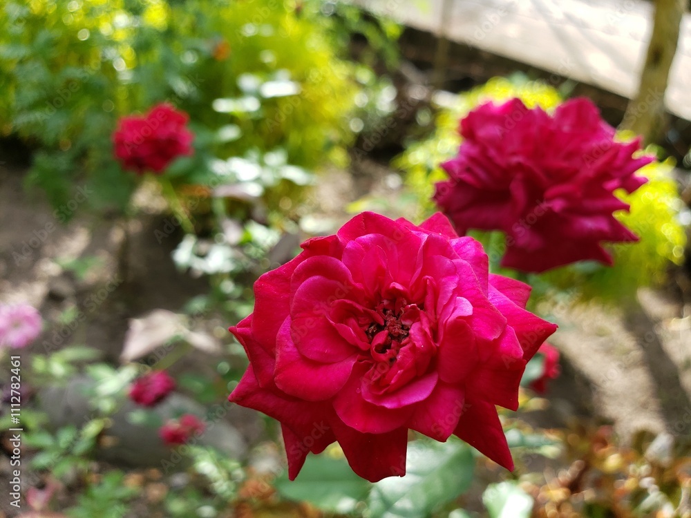 Close-up of a Single Vibrant Pink Rose in Bloom Close-up of a Single Vibrant Pink Rose in Bloom