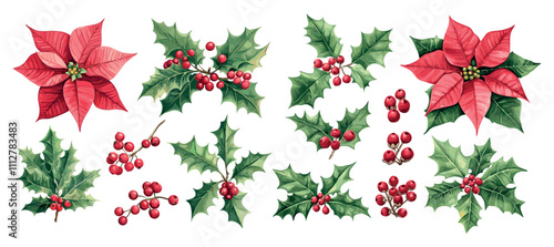 Watercolor poinsettia flowers. Festive red leaves with berries, bright poinsettia bush with green petals, holly anniversary plant isolated vector on white background
