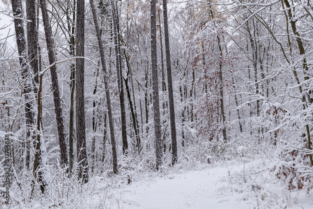 A snowy forest with trees covered in snow. The trees are bare and the snow is deep. The scene is peaceful and serene. Germany.
