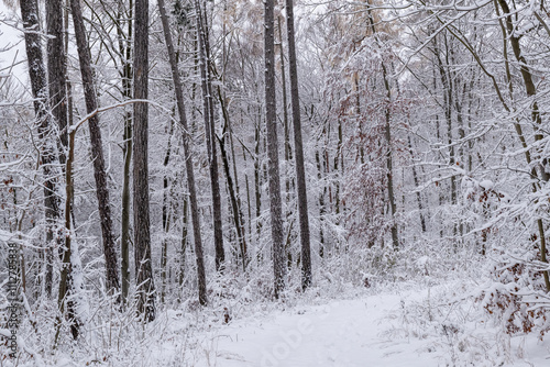 Obraz na płótnie A snowy forest with trees covered in snow. The trees are bare and the snow is deep. The scene is peaceful and serene. Germany. w salonie