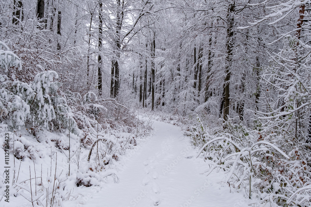 A snowy forest with trees covered in snow. The trees are bare and the snow is deep. The scene is peaceful and serene. Germany.