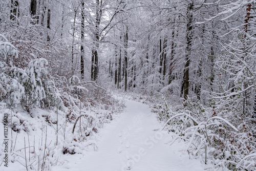 A snowy forest with trees covered in snow. The trees are bare and the snow is deep. The scene is peaceful and serene. Germany.