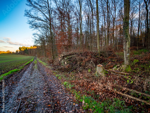 Frisch gefällte Bäume am waldrand photo