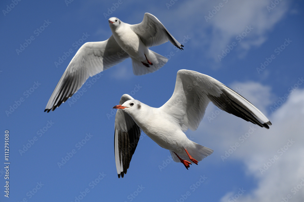 Obraz premium Black headed Gull in flight