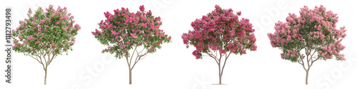 Crape myrtle isolated on transparent background, Set of