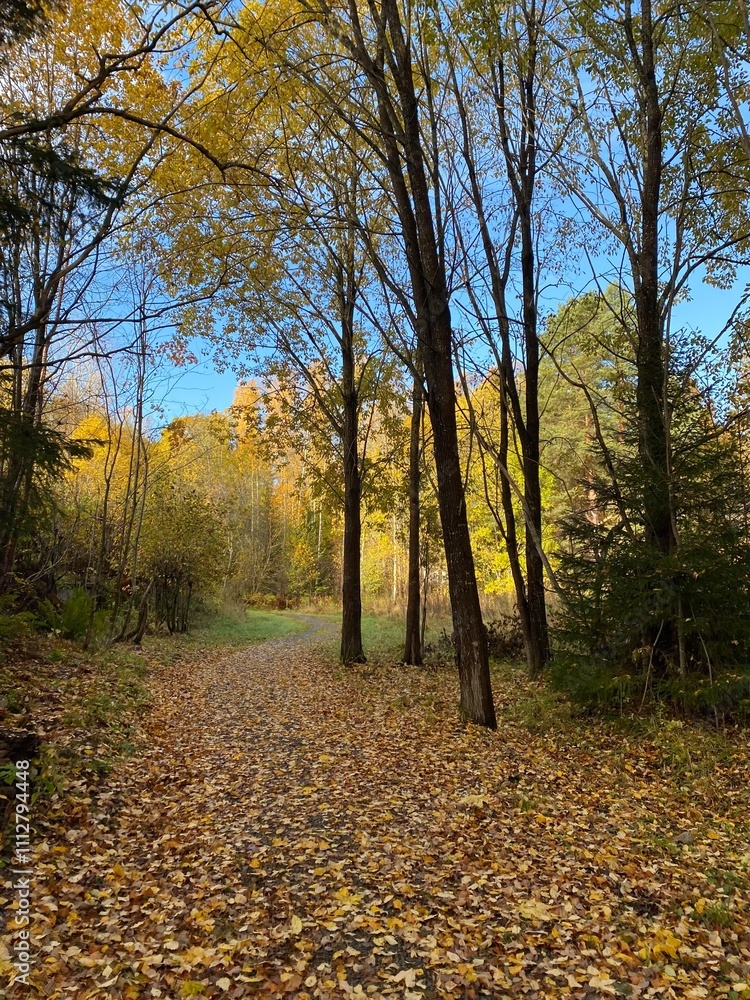 Obraz premium Autumn in the sunny forest