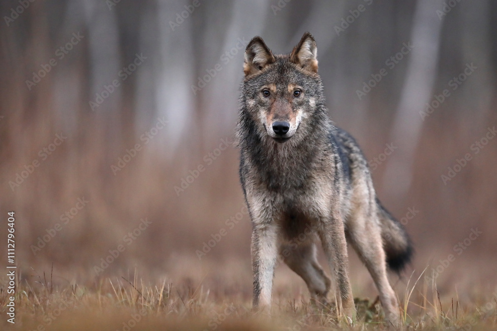 Fototapeta premium Wilk szary, wilk (Canis lupus) , wolf