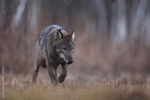 Wilk szary, wilk (Canis lupus) , wolf photo