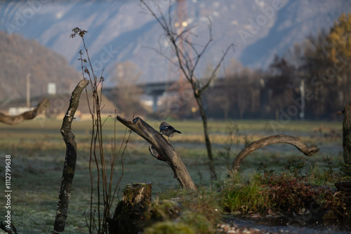 ucelli in volo