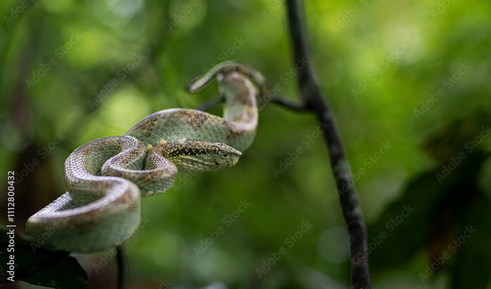 Guardians of the forest 