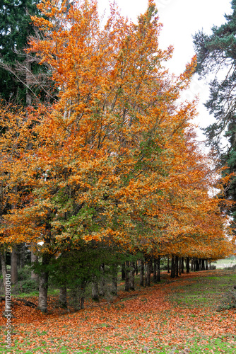 Autumn trees with orange leaves in a serene forest setting photo