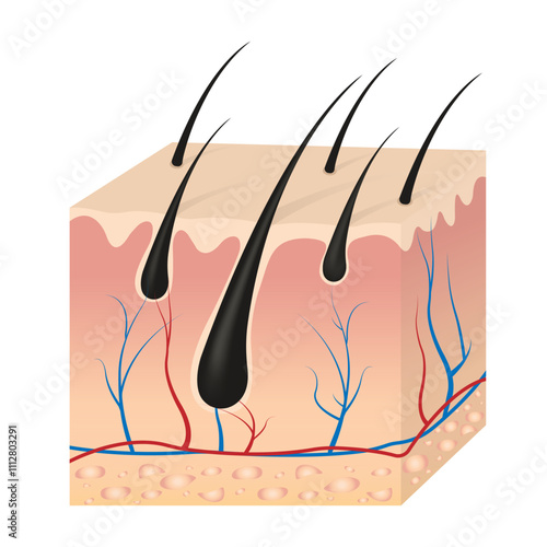 Layers of skin with hair follicles. Cellular structure of human skin