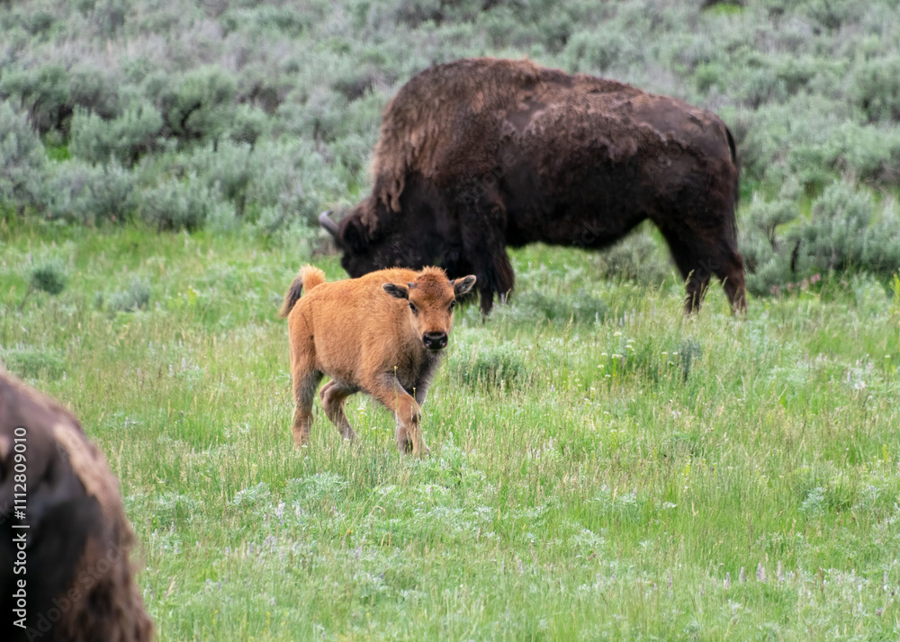 Baby Bison Grazing in Green Meadow at Yellowstone National Park Baby Bison Grazing in Green Meadow at Yellowstone National Park