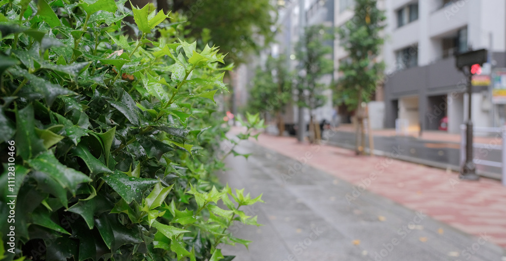 Obraz premium blurred street in the downtown, beautiful bushes in the foreground