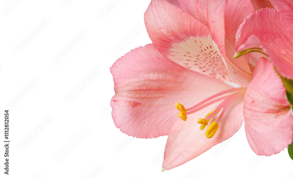 pink alstroemeria flower, Lily of the Incas, in vase on isolated white background close-up pink alstroemeria flower, Lily of the Incas, in vase on isolated white background close-up