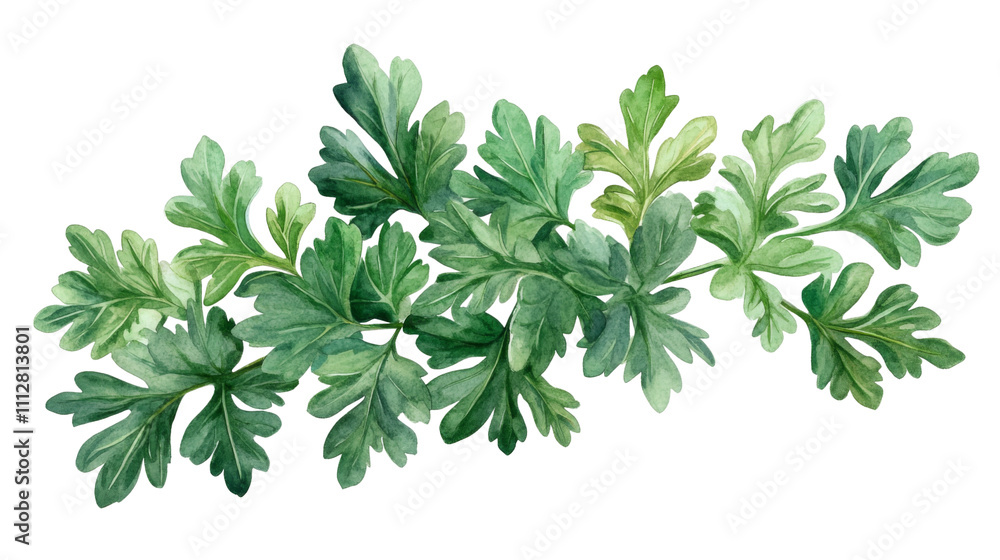 Parsley transparent background Parsley transparent background