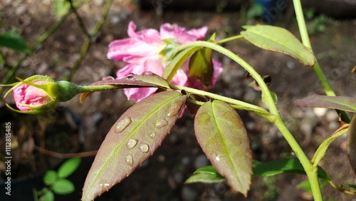 Close-up of a Pink Rose Bud with Dew Drops on Leaves photo