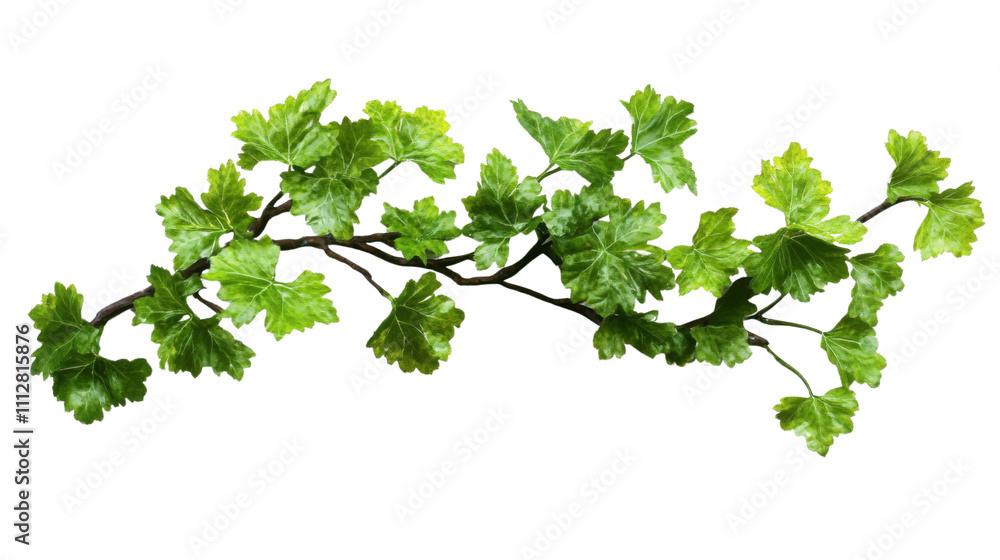 Parsley transparent background Parsley transparent background