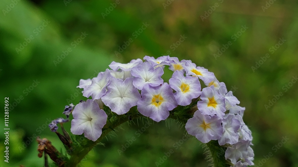 A cluster of light purple flowers with yellow centers, blooming in a green garden. A cluster of light purple flowers with yellow centers, blooming in a green garden.