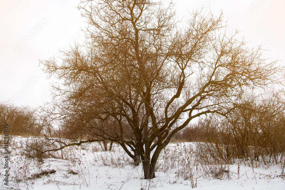 Winter landscape featuring tall, leafless trees and a snowy ground, bathed in soft sunlight, perfect for backgrounds, seasonal greetings, and nature-related content. Winter landscape featuring tall, leafless trees and a snowy ground, bathed in soft sunlight, perfect for backgrounds, seasonal greetings, and nature-related content.