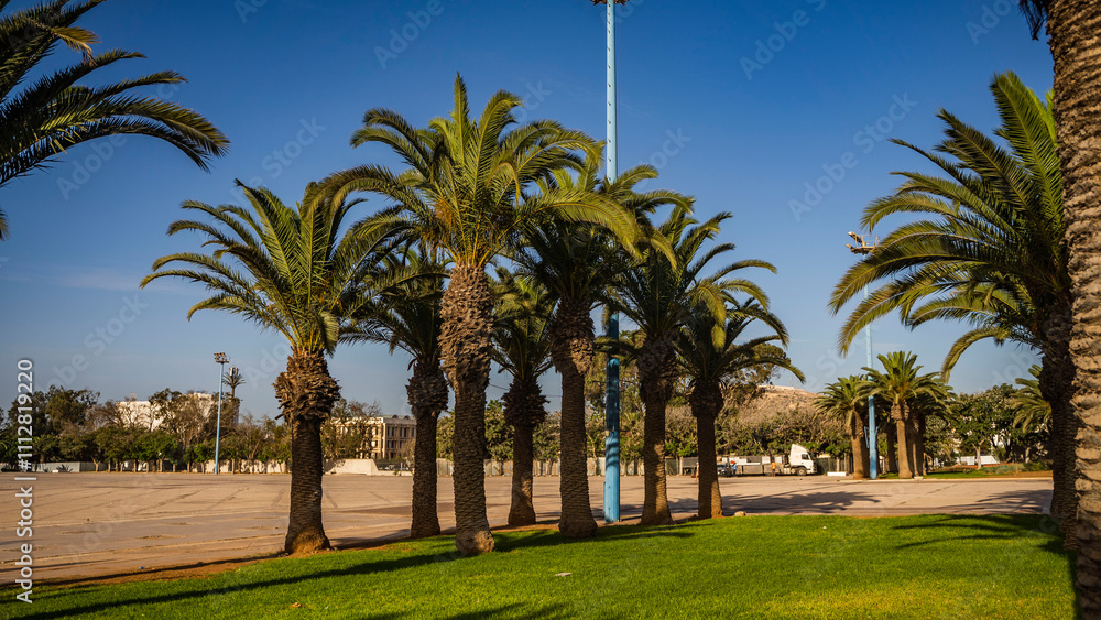 Fototapeta premium palmy plaża agadir góra ocean piękny krajobraz afryka