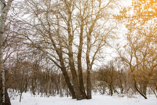 Wallpaper Mural A serene winter forest with bare trees and a soft blanket of snow, capturing the peaceful essence of nature in the cold season. Ideal for seasonal and nature-themed projects. Torontodigital.ca