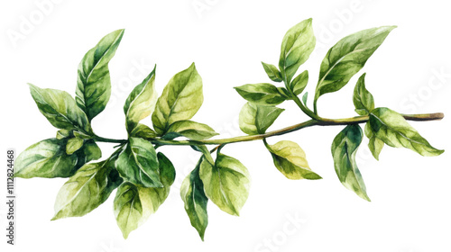 Green twig transparent background