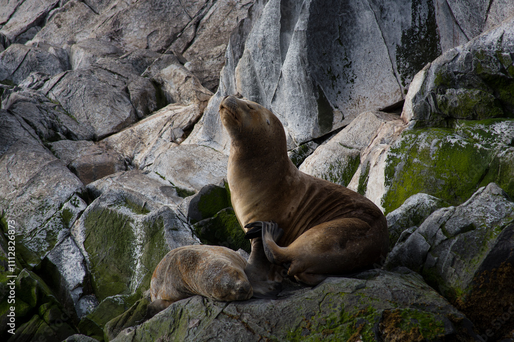 Obraz premium sea lions on the shore. Canal Beagle, Ushuaia - Argentina