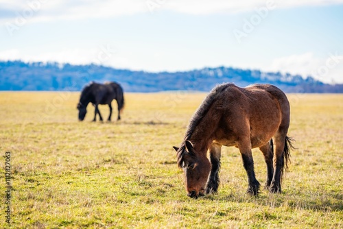 Wallpaper Mural Scenic view of horses grazing in a sunny meadow with mountains in the background Torontodigital.ca