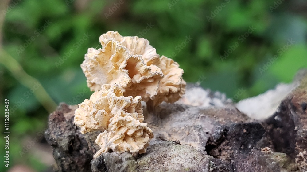 Close-up of a White and Yellow Fungus Growing on a Tree Trunk Close-up of a White and Yellow Fungus Growing on a Tree Trunk