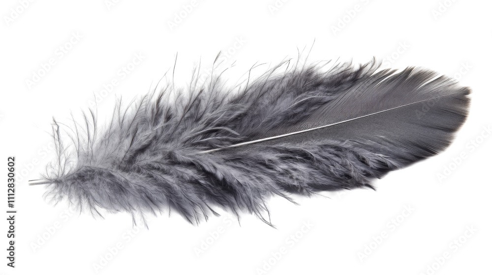 Animal feather transparent background Animal feather transparent background