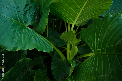 big green leaves pattern photo